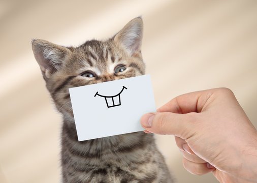 Happy cat